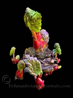 Botanical Portraits of Plants