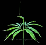 Botanical Portraits of Plants