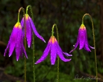 Botanical Portraits of Flowers